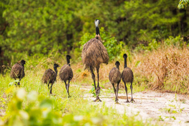 Emu In Bush Emu – Bush Tucker Recipes at the Aussie table